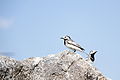 Pied wagtail, ਬੁਕਾਨ, ਇਰਾਨ