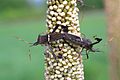 Leptoglossus phyllopus