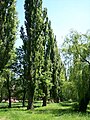 Populus nigra in Hungary