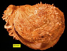 Пліоценовий двостулковий молюск Spondylus