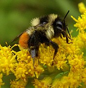 Bombus ternarius (familia Apidae). Míchigan, Estados Unidos