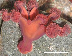 February 3: the stalked jellyfish Haliclystus antarcticus