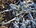 Hoar frost on grass