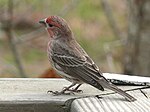 Roselin familier (Carpodacus mexicanus).