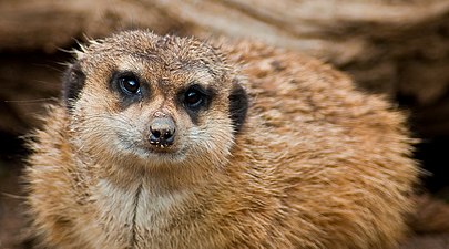 A meerkat at Palmitos Park