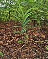 Polygonatum verticillatum