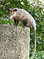 Didelphis marsupialis (cat.)