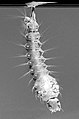 Larva da subfamília Toxorhynchitinae com sifão respiratório.