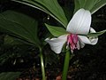 Trillium rugelii