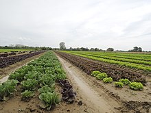 Le site urbain potentiellement inondable de la zone des « 15 sols » à Blagnac (Haute-Garonne) est consacré depuis plusieurs décennies à la culture des salades, choux, carottes, etc.