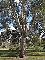 Bogong gum, Kew Gardens