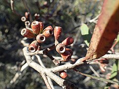 Fruits.