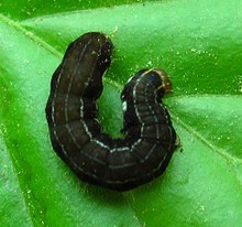 Eupsilia transversa larva1.jpg