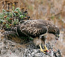 Rotschwanzbussard (von Steve Jurvetson)