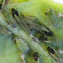 Aphid (Aphididae)