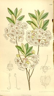 Kalmia cuneata