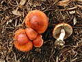 Stropharia aurantiaca