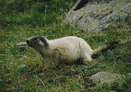 Une marmotte blanche dans la vallée de l'Ubaye.