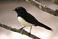 Djiti Djiti (Willie Wagtail)