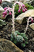 Saxifraga porophylla