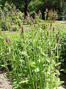 Stachys sieboldii1.jpg