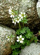 Saxifraga carpathica