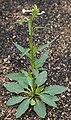 Nicotiana attenuata, Coyote tobacco plant