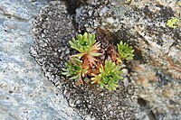 Saxifraga pentadactylis