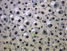 Frogspawn