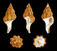 Fusolatirus paetelianus (Paetel's Latirus), Shell