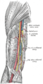 Arteria humeral.