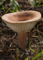 Lactarius clarkeae (Syn. Lactifluus clarkeae)