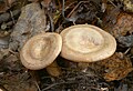 !Lactarius pyrogalus!