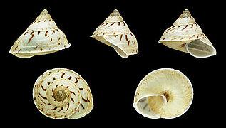 Leptopoma helicoides (Helicoid Leptopoma), Shell