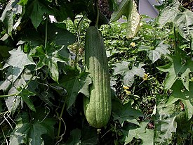 Luffa