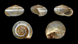 Monacha syriaca, Shell