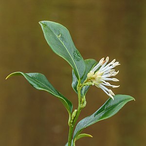 "Sarcococca_Hookeriana_25-01-2020._(d.j.b)._05.jpg" by User:Famberhorst