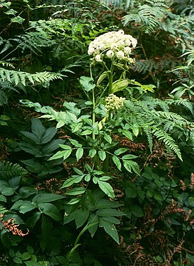 Дудник лесной (Angelica sylvestris)