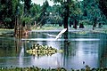 Image 17French Acadians, who came to be known as Cajuns, settled in southern Louisiana, especially along the banks of its major bayous. (from Louisiana)