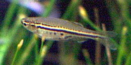 (Danio nigrofasciatus)