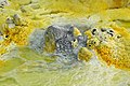 47 ET Afar asv2018-01 img37 Dallol uploaded by A.Savin, nominated by A.Savin