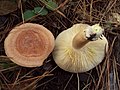 Lactarius xanthogalactus