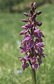 Orchis mascula Germany - Schönberg (Kienberg) bei Freiburg