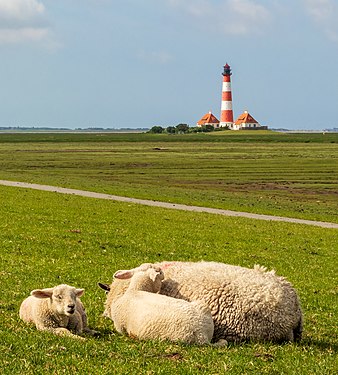 Der Leuchtturm Wetserheversand