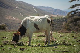 Wild life in Chelia mountains Photograph: Blackmysterieux