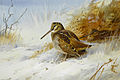 Winter Woodcock. Signed and dated Archibald Thorburn/1916. Watercolour and bodycolour, 18.5 x 27 cm