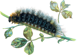 Arctia caja caterpillar