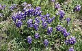 Brewer's lupine (Lupinus breweri), Duck Lake