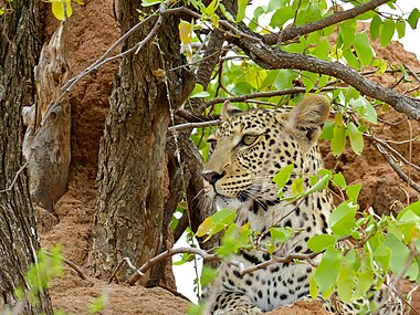 Panthera pardus ♀ (parc national Kruger, Afrique du Sud).