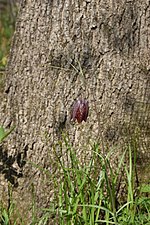 Thumbnail for File:Fritillaria ussuriensis 72038553.jpg